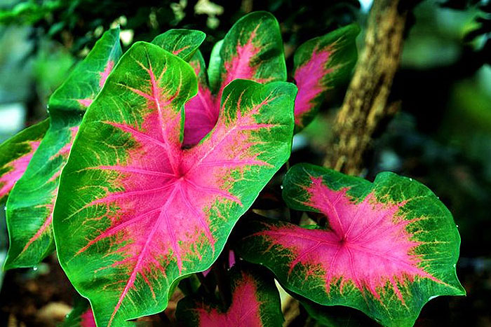 green and pink leaves