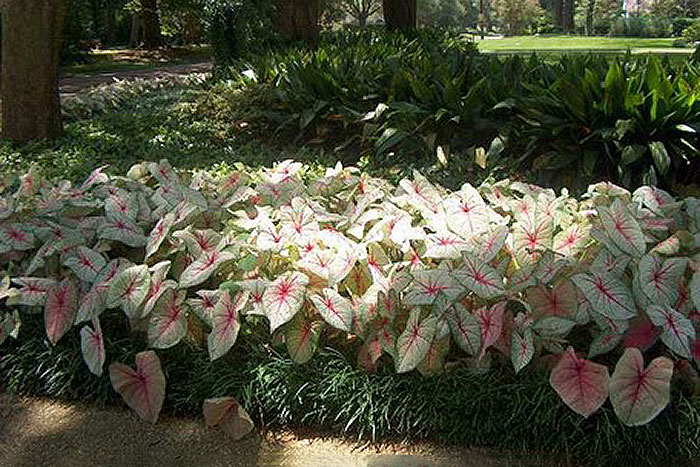 white and pink bush