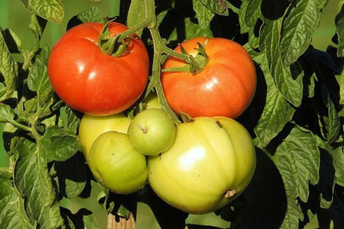mutli-colored tomatoes on vine