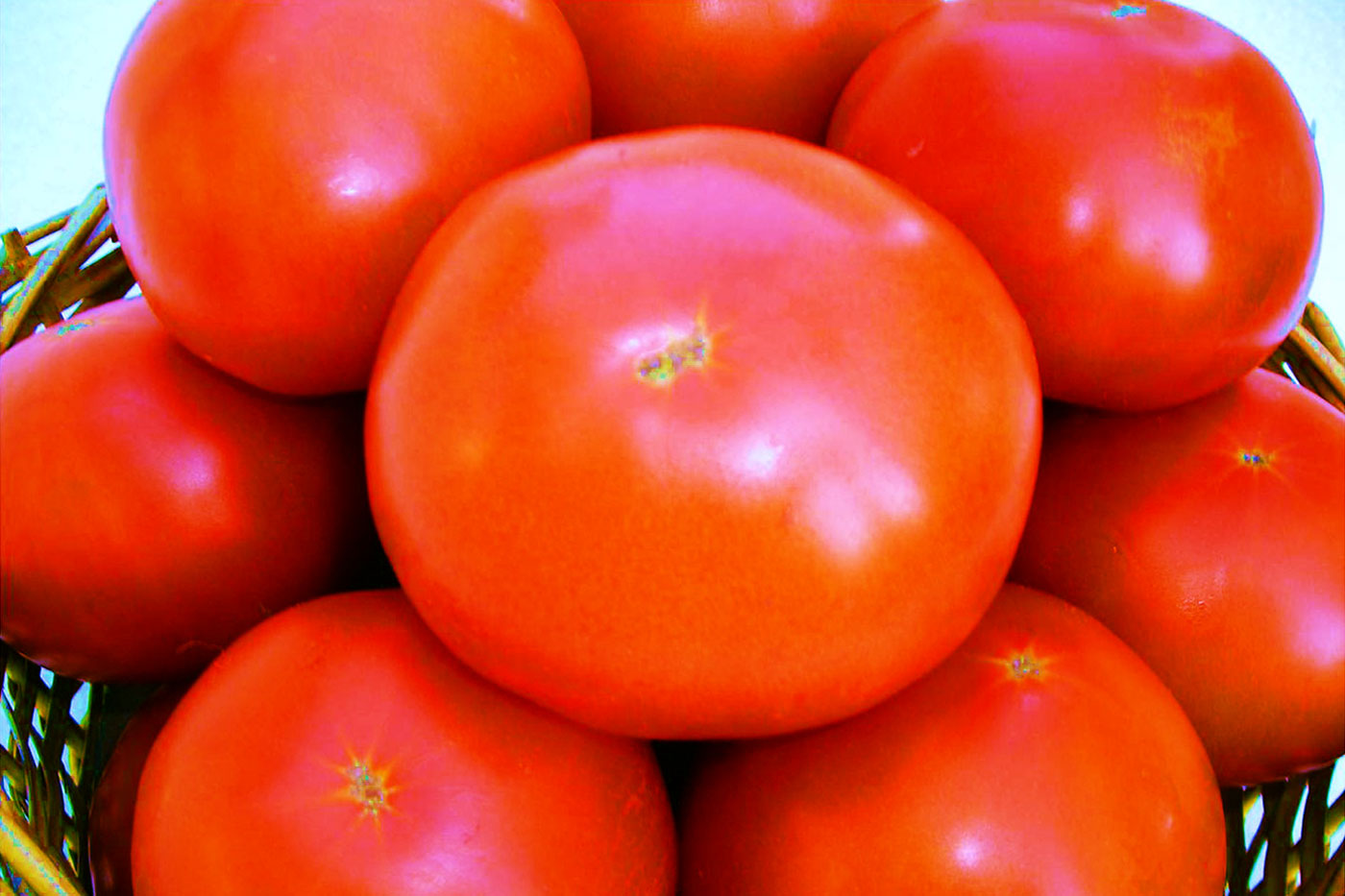 basket of tomatoes