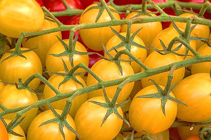 yellow tomatoes on a vine