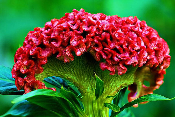 red cluster flower with small pedals
