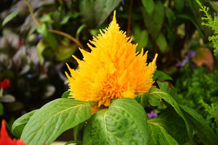 yellow cone shaped flower with small pedals