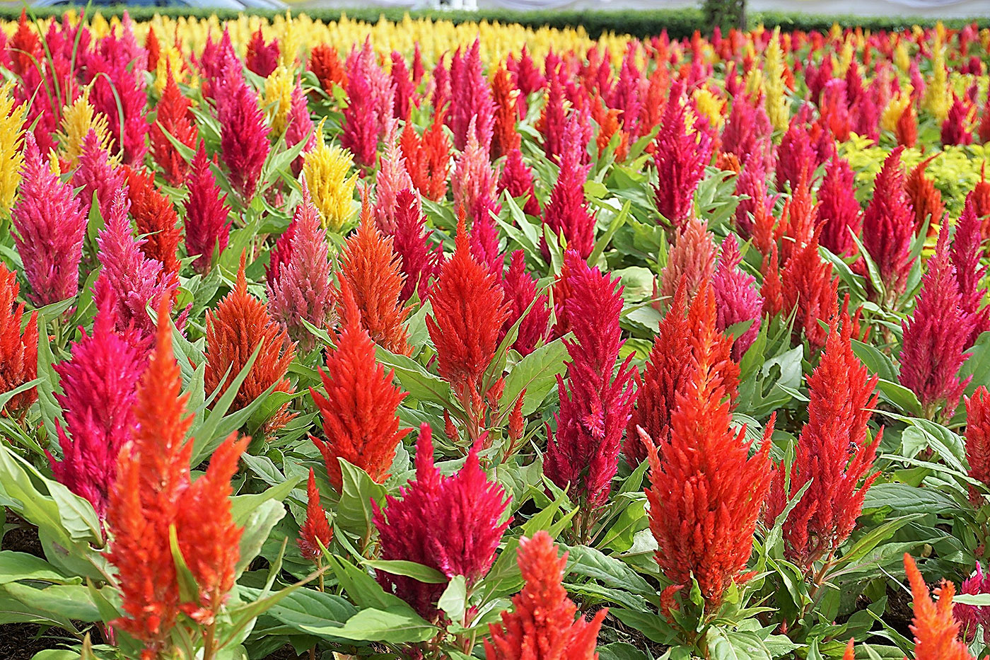 red cone shaped flowers with field of yellow flowers in background