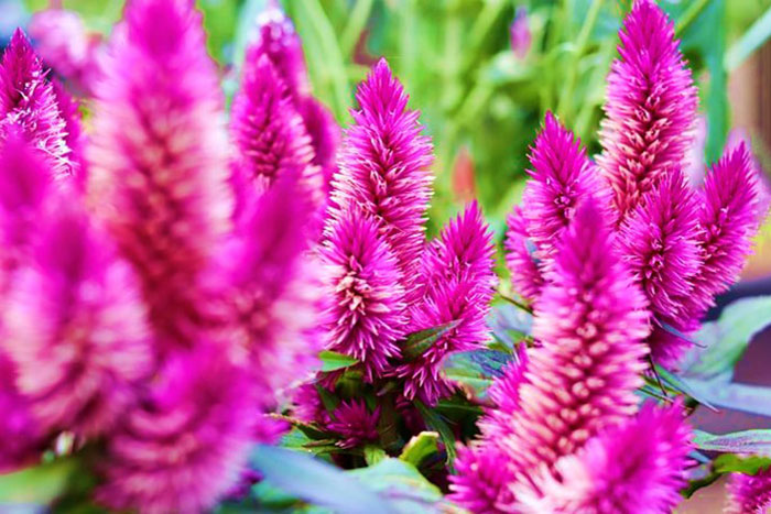 magenta spiked shaped small pedal flowers