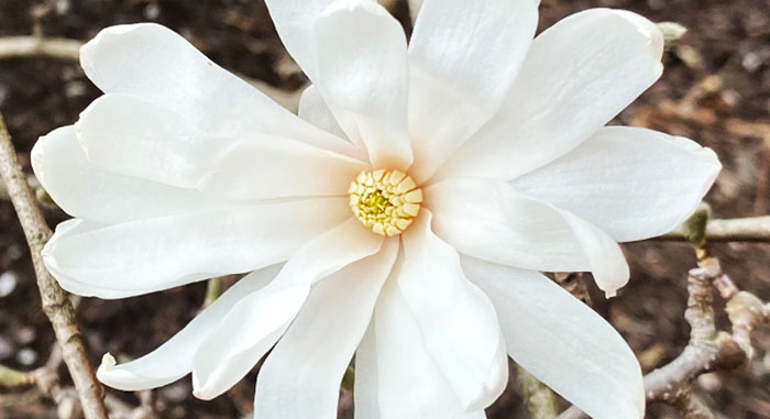 white flower with yellow center