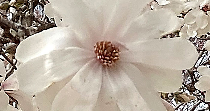 white flower with red center