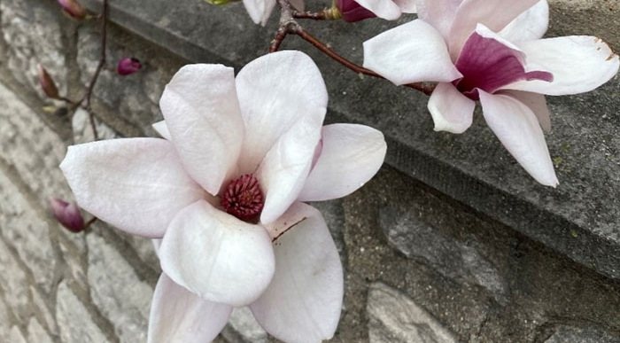 white flowers with magenta center