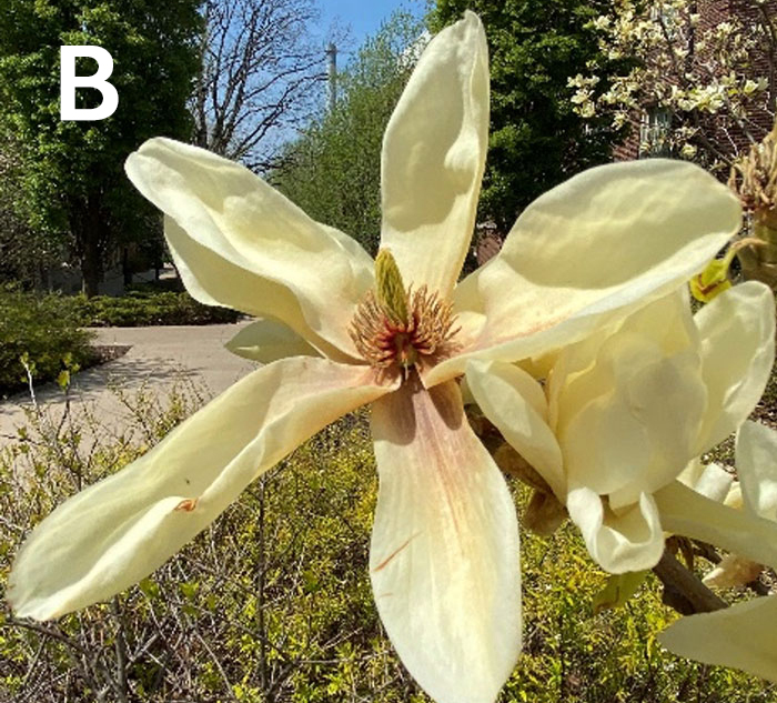 light yellow flower