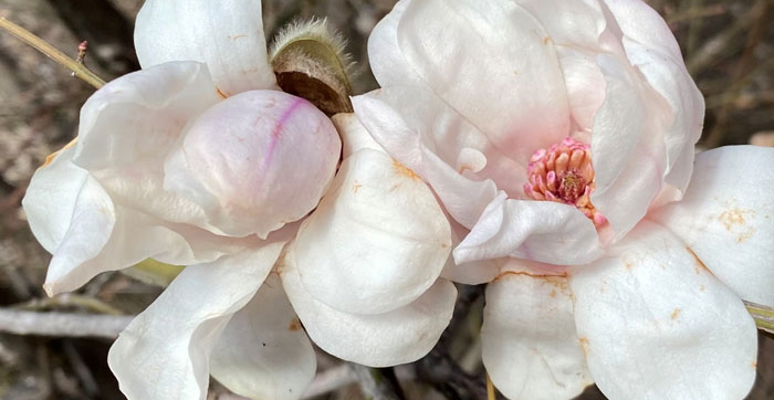 white flowers with pink center