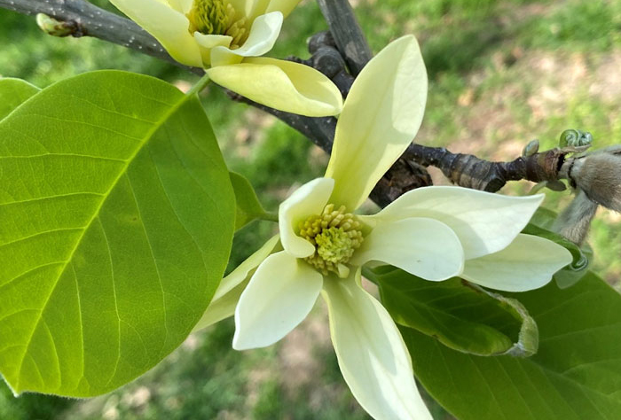 Greenish-white flowers