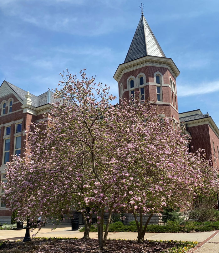 tree with pink flowers and brick building in background