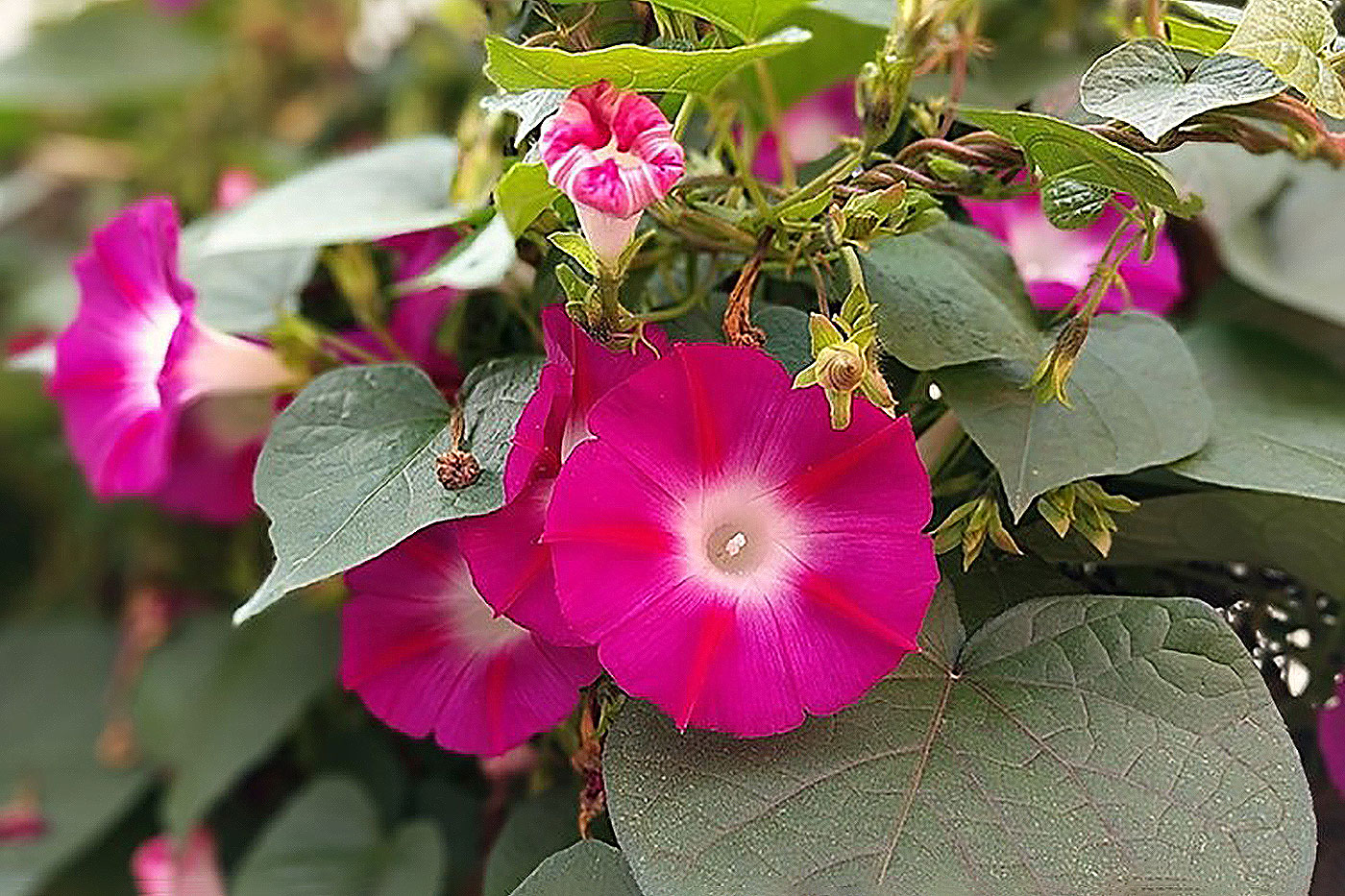 pink flowers