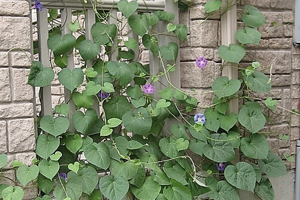 viney plant attached to brick wall with heart-shaped leaves