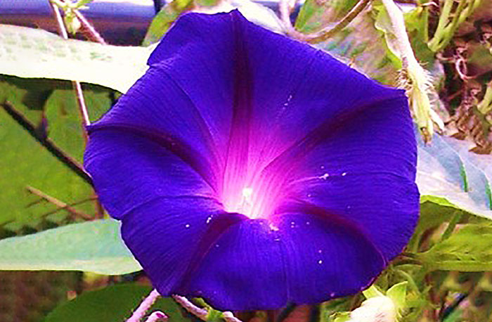 purple flower with pink center