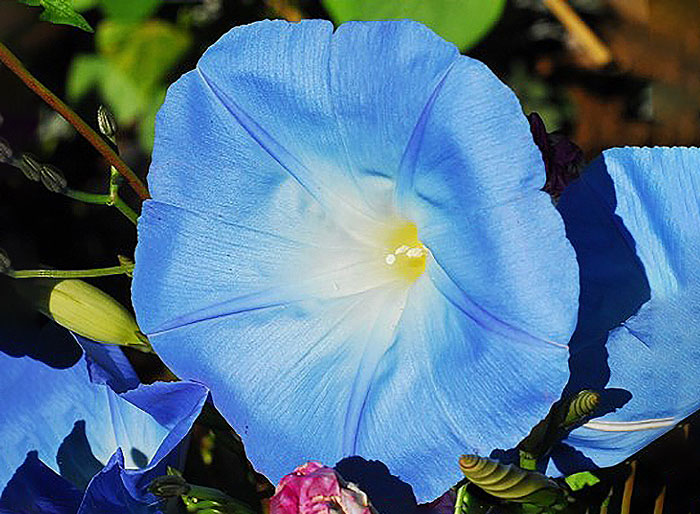 light blue flower with yellow center