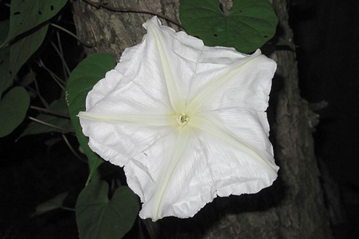 white petaled flower