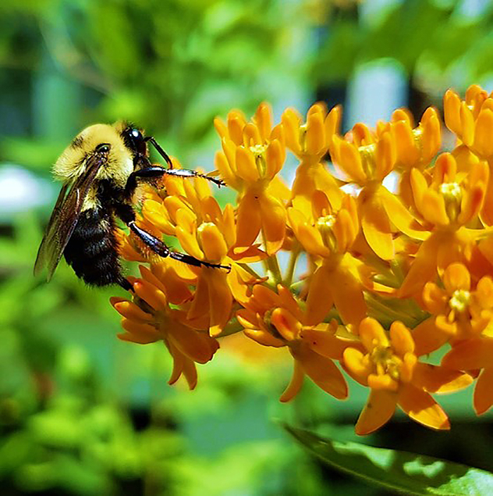 bumble bee on yellow flower