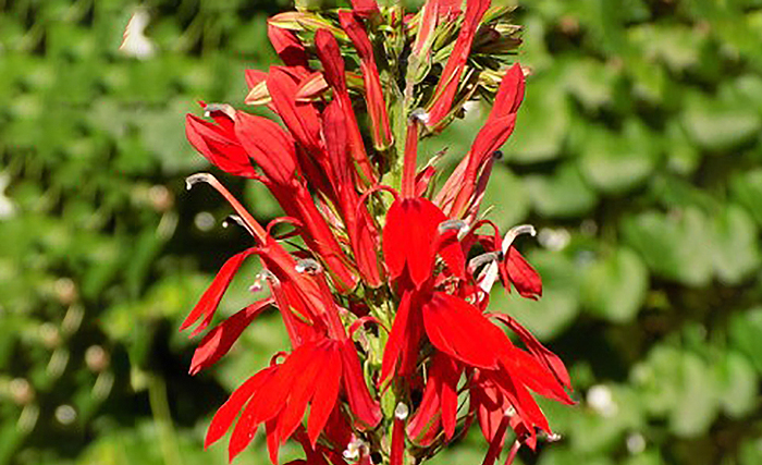 red flowers