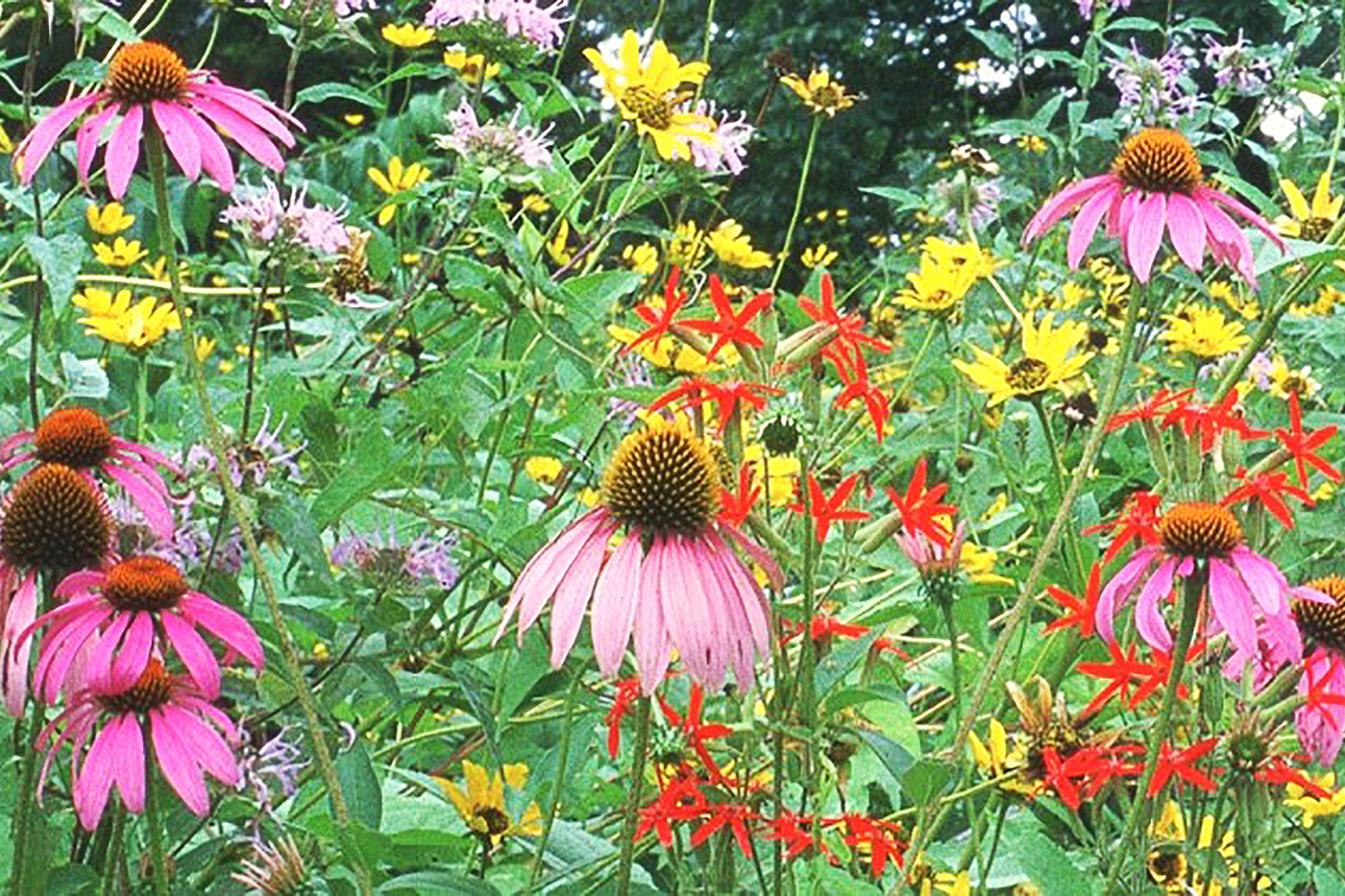 multi-colored flowers