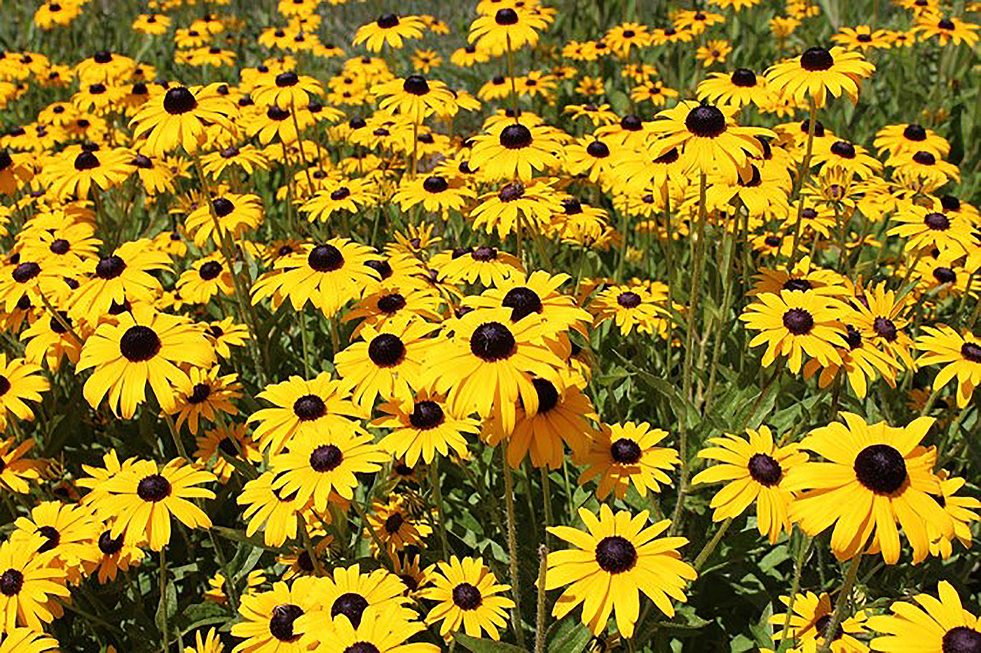 yellow flowers