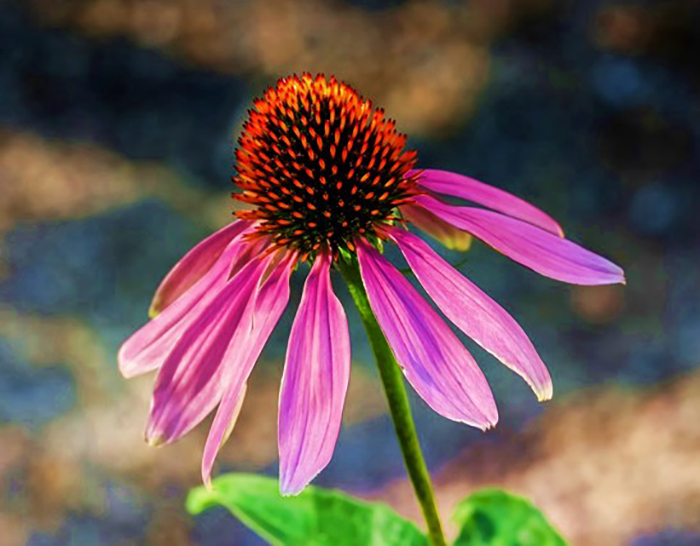 purple flower