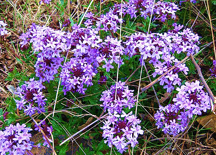 purple flowers