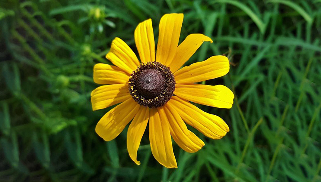 yellow flower