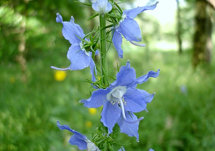 blue flowers