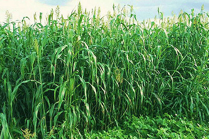 tall grass field