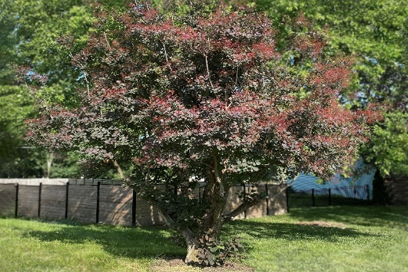 tree with magenta foliage