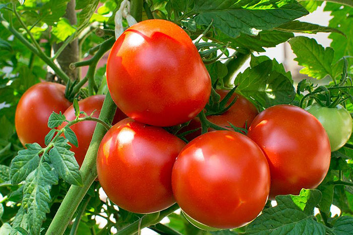 tomatoes on a vine