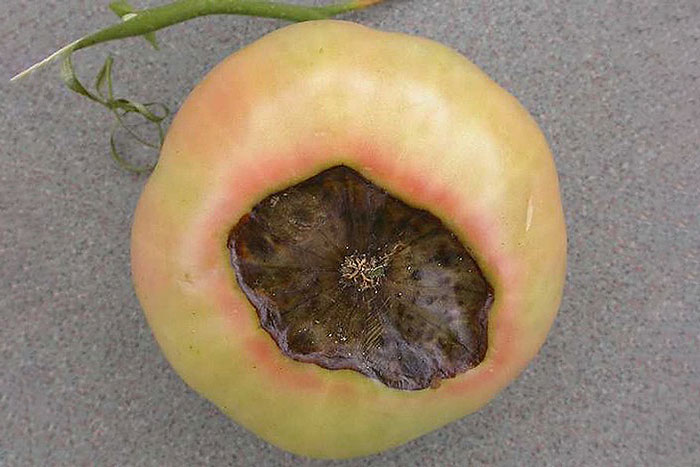 pale yellow tomato with dark sunken spot