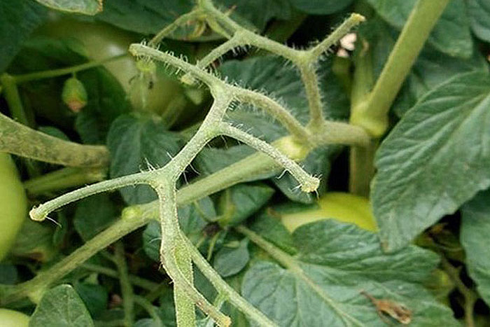 tomato vine