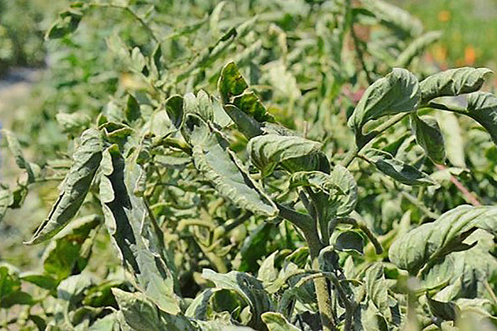 curled tomato leaves on vine