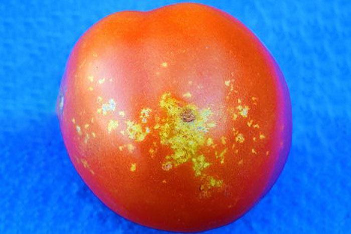 tomato with yellow cluters of spots