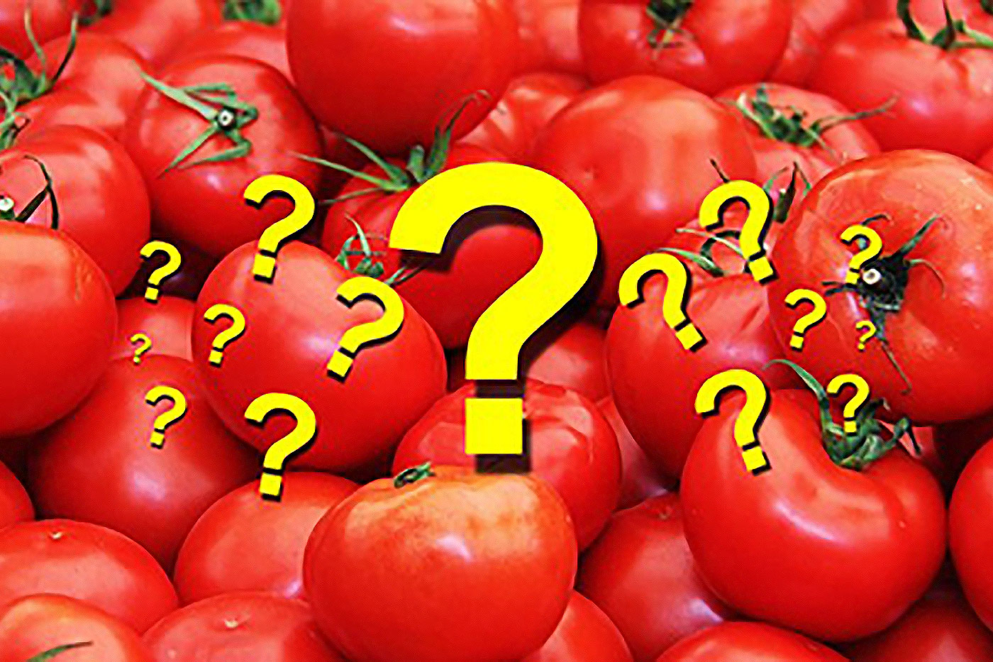 tomatoes and question marks