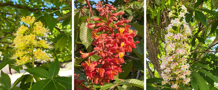 three images, left to right, yellow, red and white flowers
