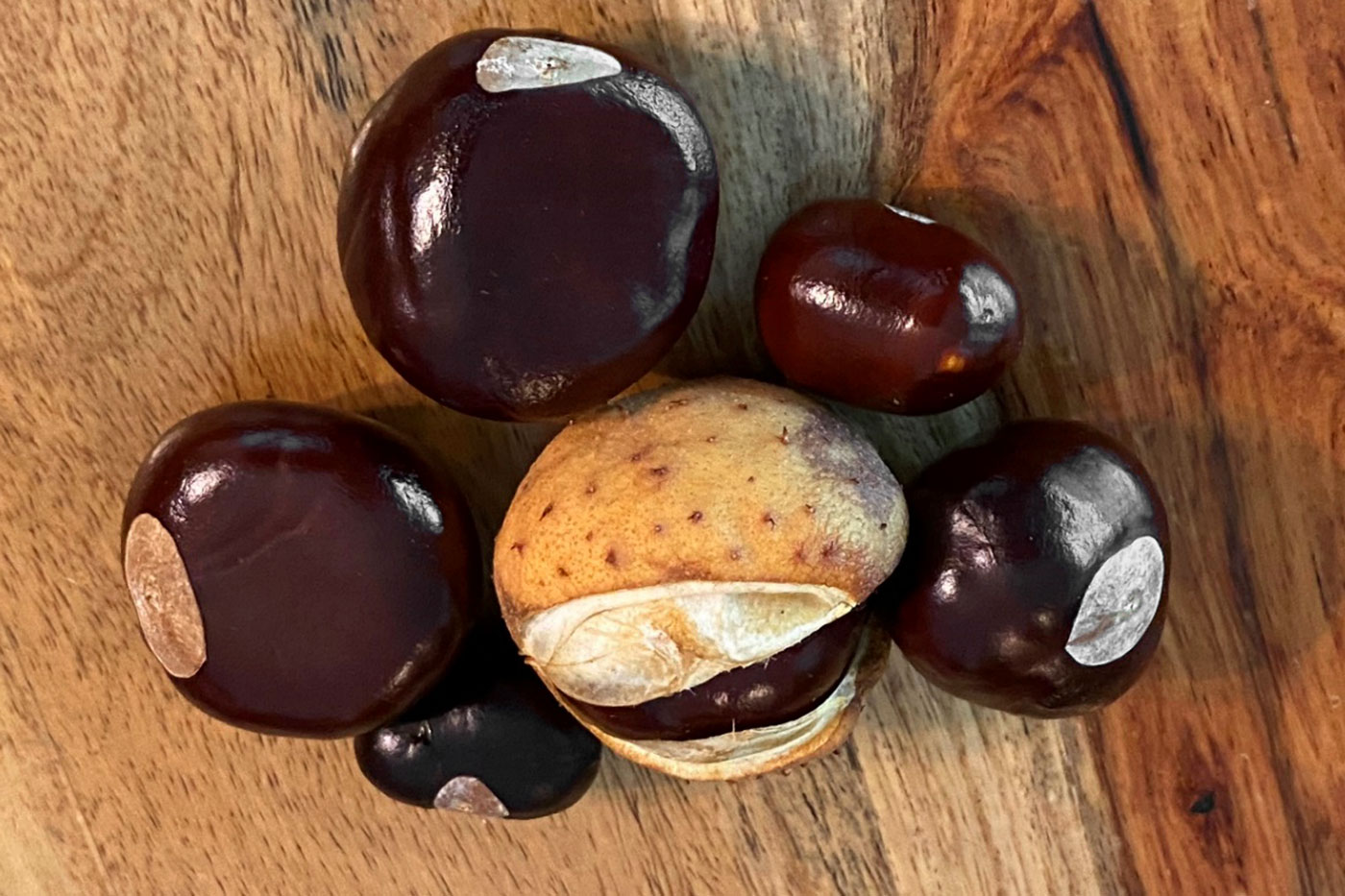 shiney brown seeds on wood surface