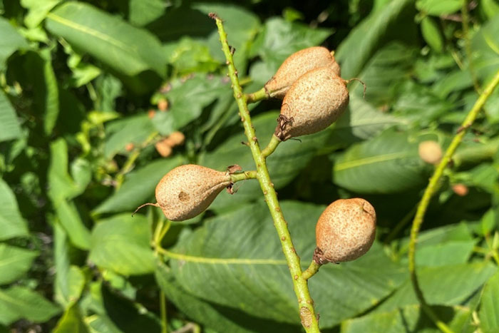 stem with tan fruit