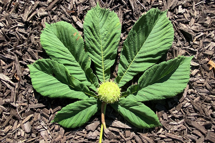 leaf with yellow prickly ball in center