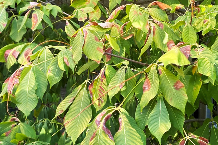 tree with diseased leafs having brown-yellow spots
