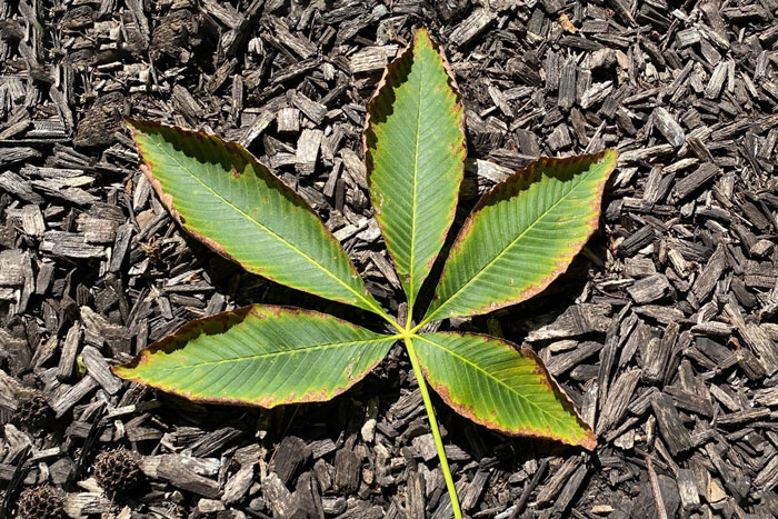 leaf with yellow-brown margins