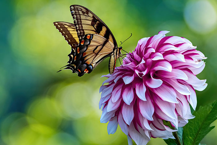 purple-white flower with butterfly