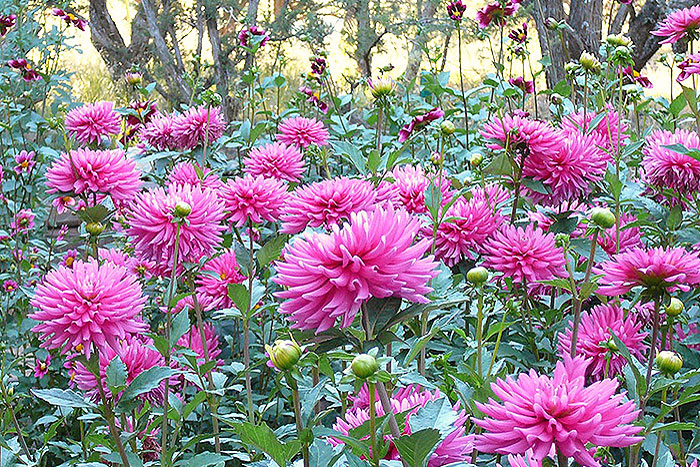 pink flowers