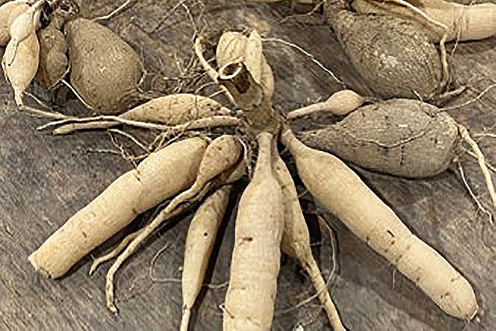 harvested roots on dirt