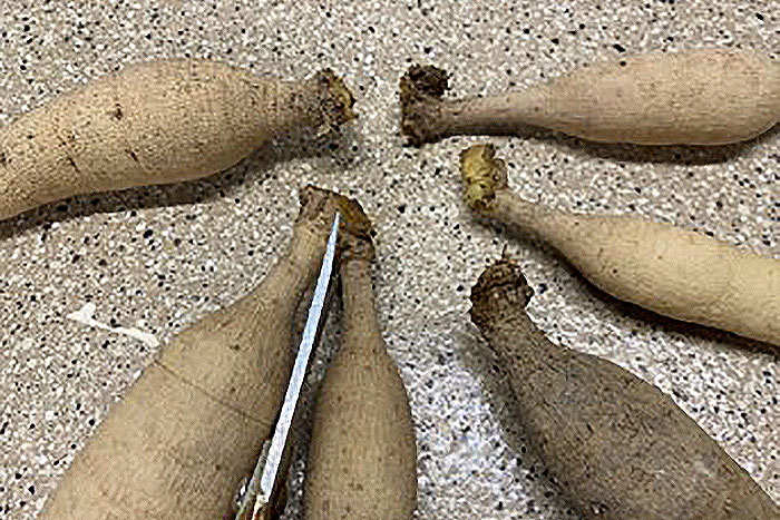 harvested roots on gravel