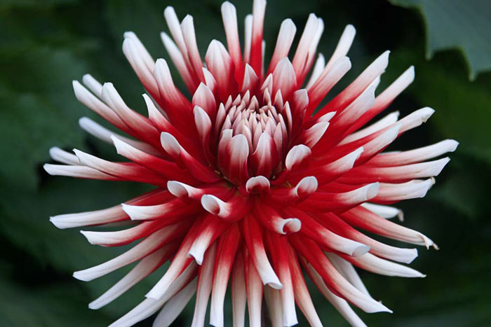 red and white flower