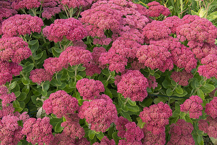 dark pink flowers