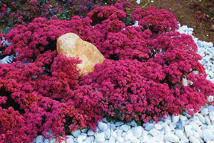 magenta flowers